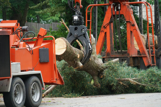 Emergency Storm Tree Removal in Springmont, PA